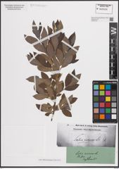Foto von Salix cinerea L.
